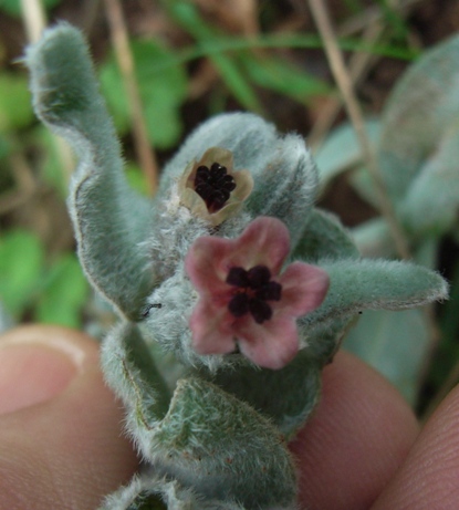 Cynoglossum cheirifolium